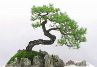 我国盆景艺术不断创新和